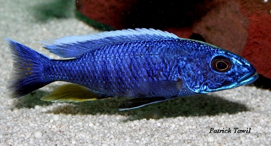 Sciaenochromis fryeri Chizumulu