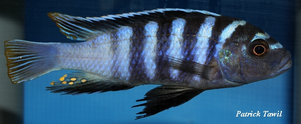 Cynotilapia sp zebra deep