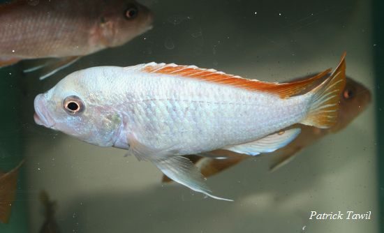 Pseudotropheus greshakei Makokola