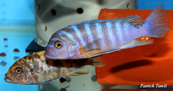Pseudotropheus fainzilberi Nkhungu