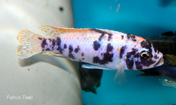 Pseudotropheus mbenjii OB male