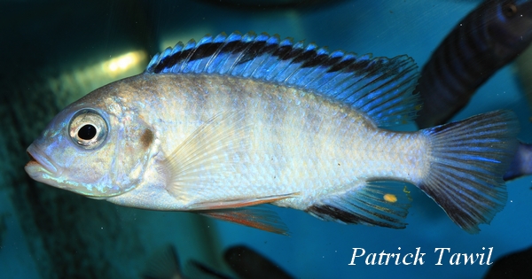 Petrotilapia pyroscelos