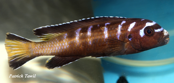 Pseudotropheus elongatus spot Hongi
