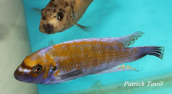 Labeotropheus fuelleborni Chirwa