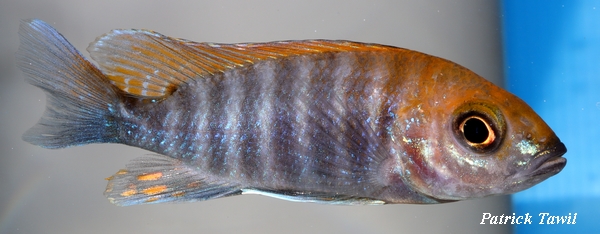 Aulonocara jacobfreibergi Mazinzi