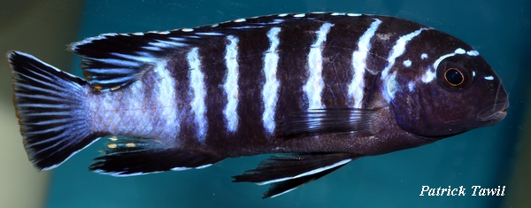 Chindongo sp elongatus Mbako Undu point