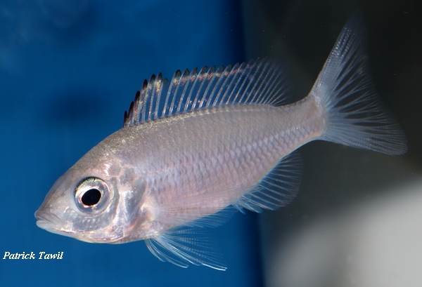 Copadichromis virginalis firecrest