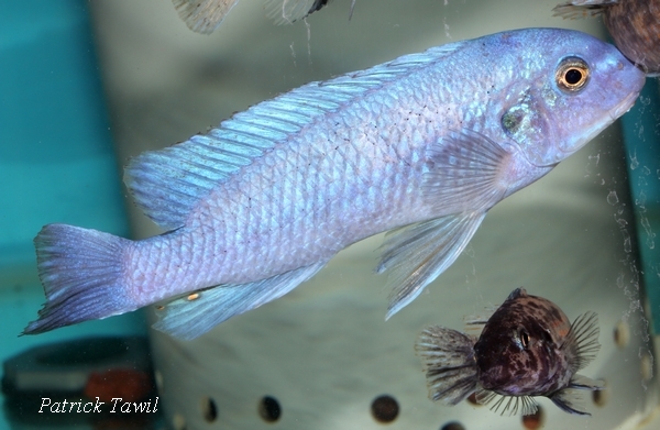 Labeotropheus trewavasae Nakatenga