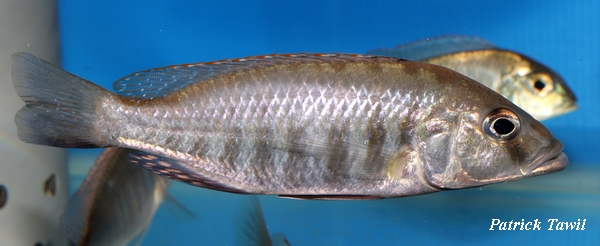 Sciaenochromis sp nyassae