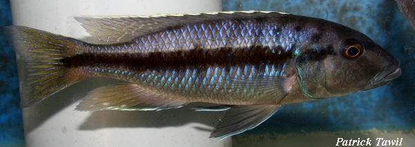 Taeniochromis holotaenia