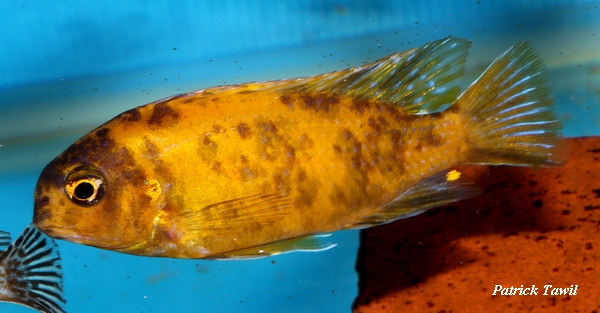 Tropheops macrophtalmus Kirondo Mcat