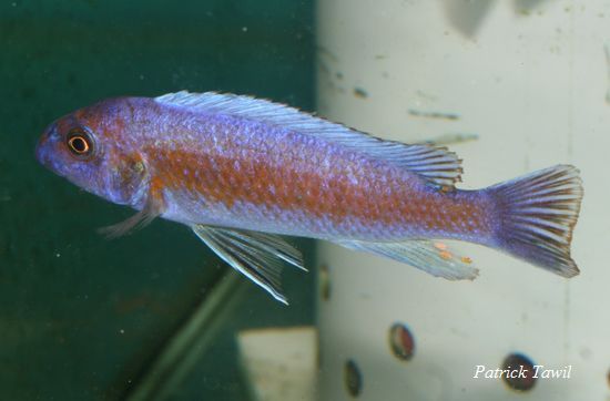 Labeotropheus trewavasae Lion's cove
