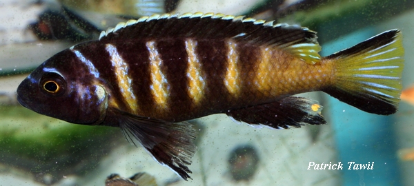 Pseudotropheus elongatus Chailosi