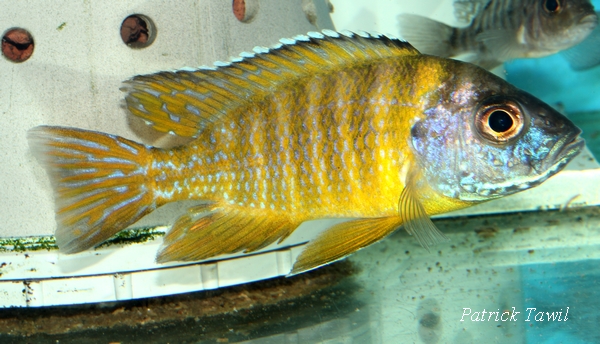 Aulonocara sp. Jalo