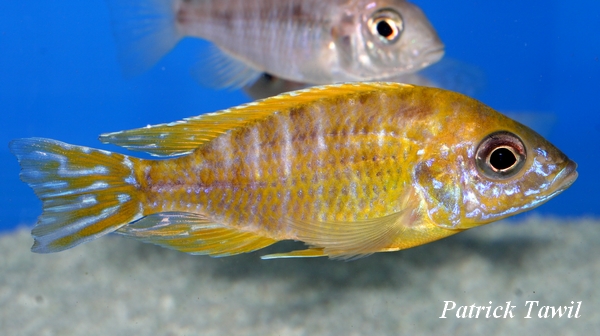 Aulonocara sp. Maleri Maleri