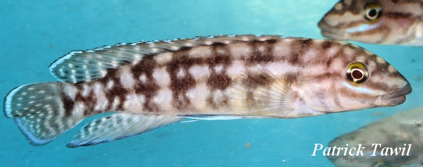 Julidochromis marlieri Kasanga