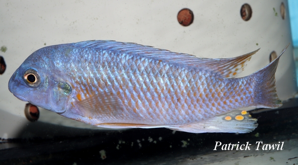 Labeotropheus fuellborni Mdoka