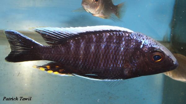 Aulonocara kandeensis