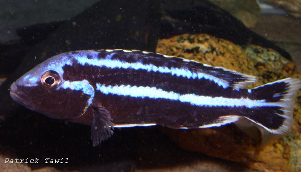 Melanochromis parallelus