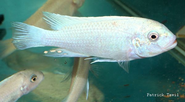 Pseudotropheus callainos blanc Ruarwe
