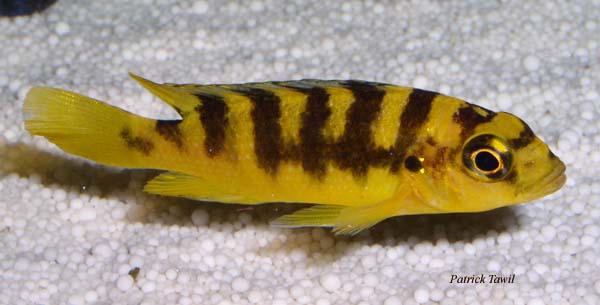 Pseudotropheus crabro