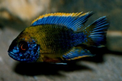 Aulonocara sp. lwanda Hai Reef