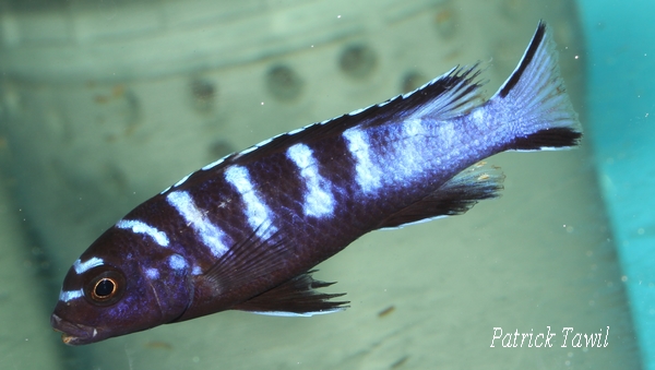 Pseudotropheus elongatus Ruarwe