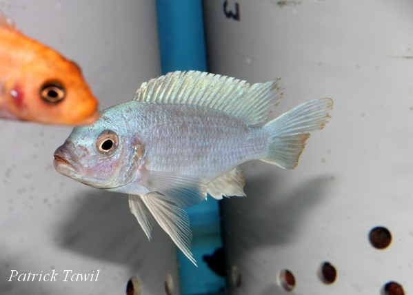 Pseudotropheus estherae Chiofu