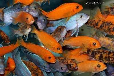 Pseudotropheus estherae Minos reef