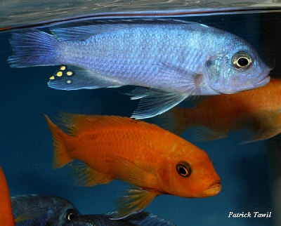 Pseudotropheus estherae Minos reef