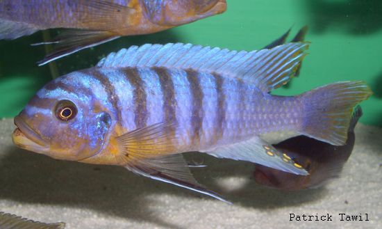 Pseudotropheus fainzilberi Makonde