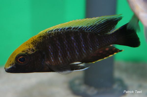 Aulonocara maylandi