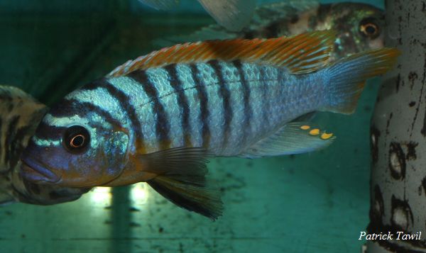 Pseudotropheus fainzilberi Lundo
