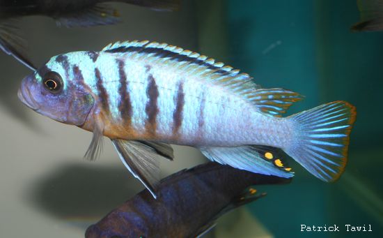 Pseudotropheus fainzilberi Lundu