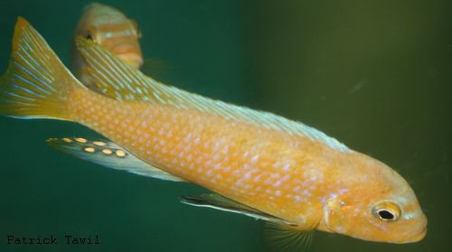 Pseudotropheus kingsizei Lupingu