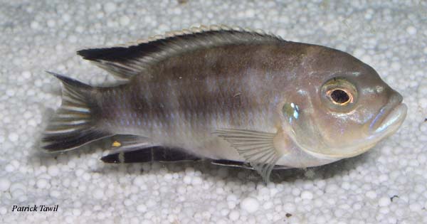 Pseudotropheus livingstoni Ngara