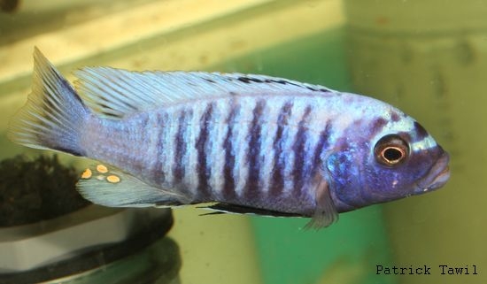 Pseudotropheus msobo Lundo
