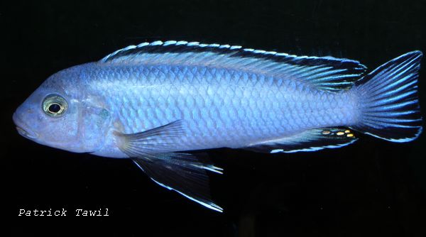 Pseudotropheus socolofi