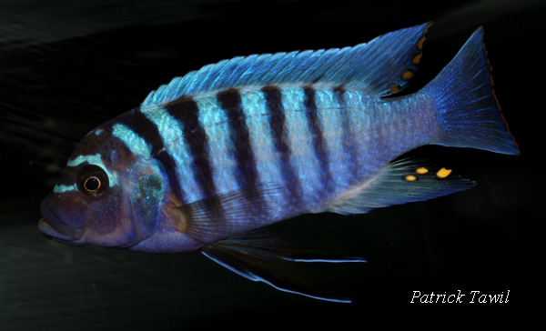 Pseudotropheus zebra Masinge