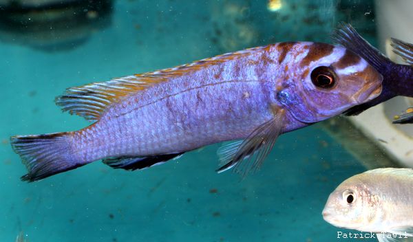 Tropheops elongatus Kanchedza